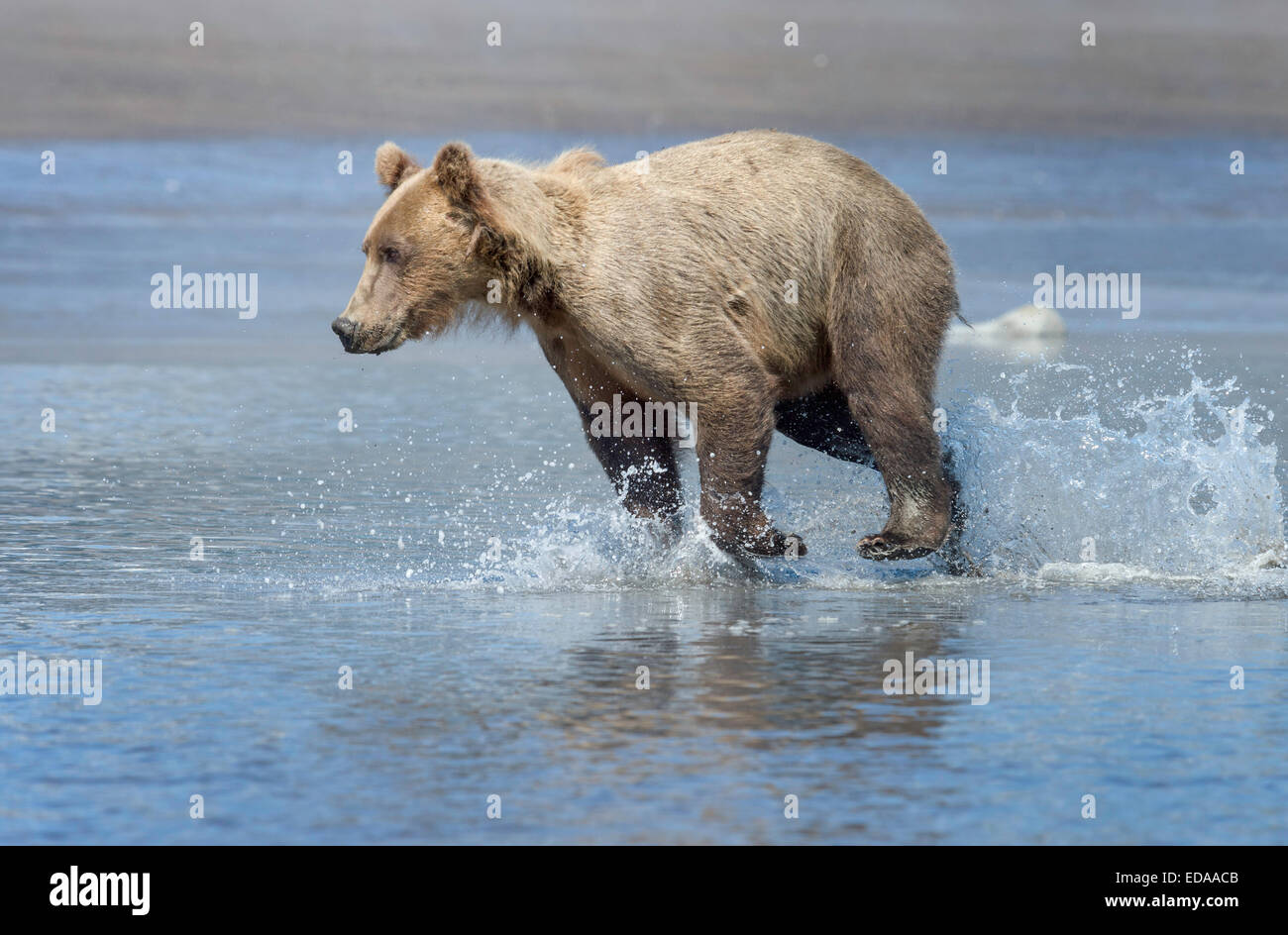 Junge männliche Braunbären, die durch das Wasser laufen Stockfoto
