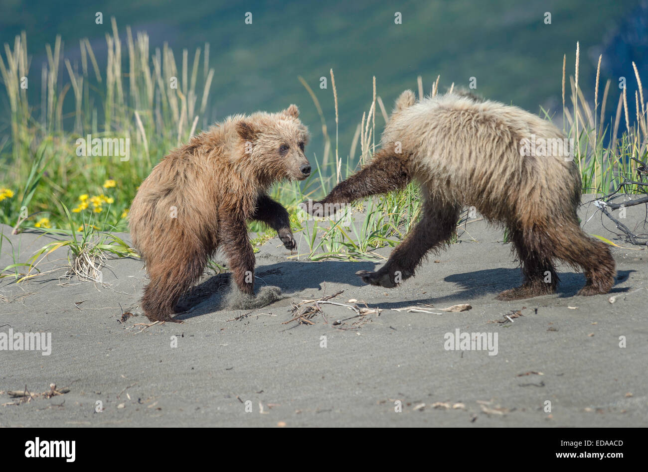 Zwei braune Bärenjungen spielen auf einem Sandstrand im Lake Clark, Alaska Stockfoto