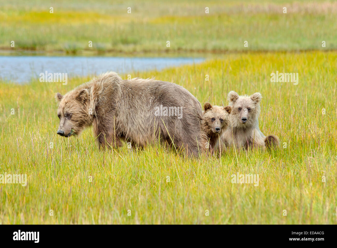 Braunbär Mutter mit zwei jungen in eine Wiese Stockfoto