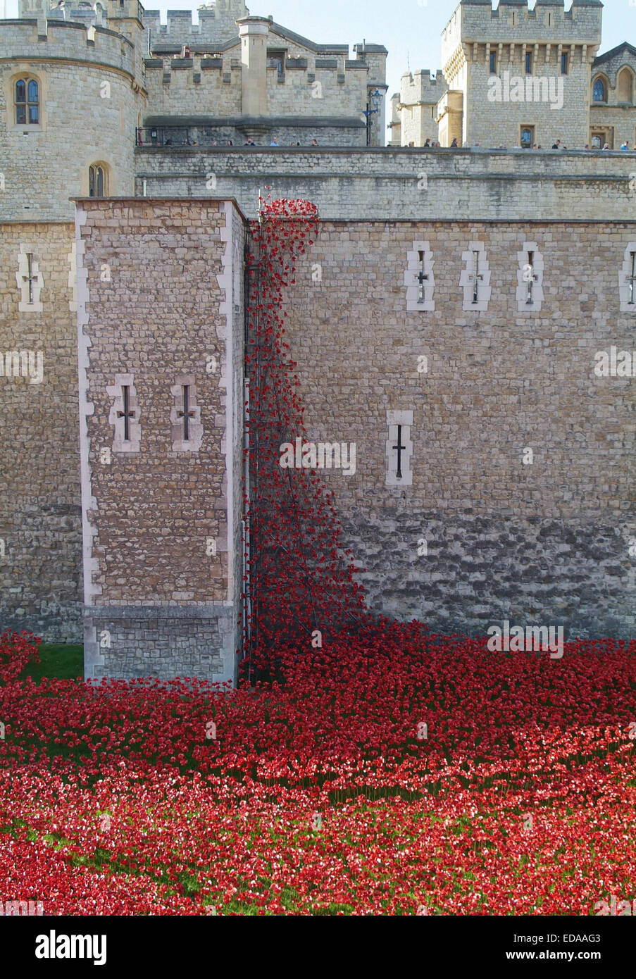 Mohn in den Tower of London Stockfoto