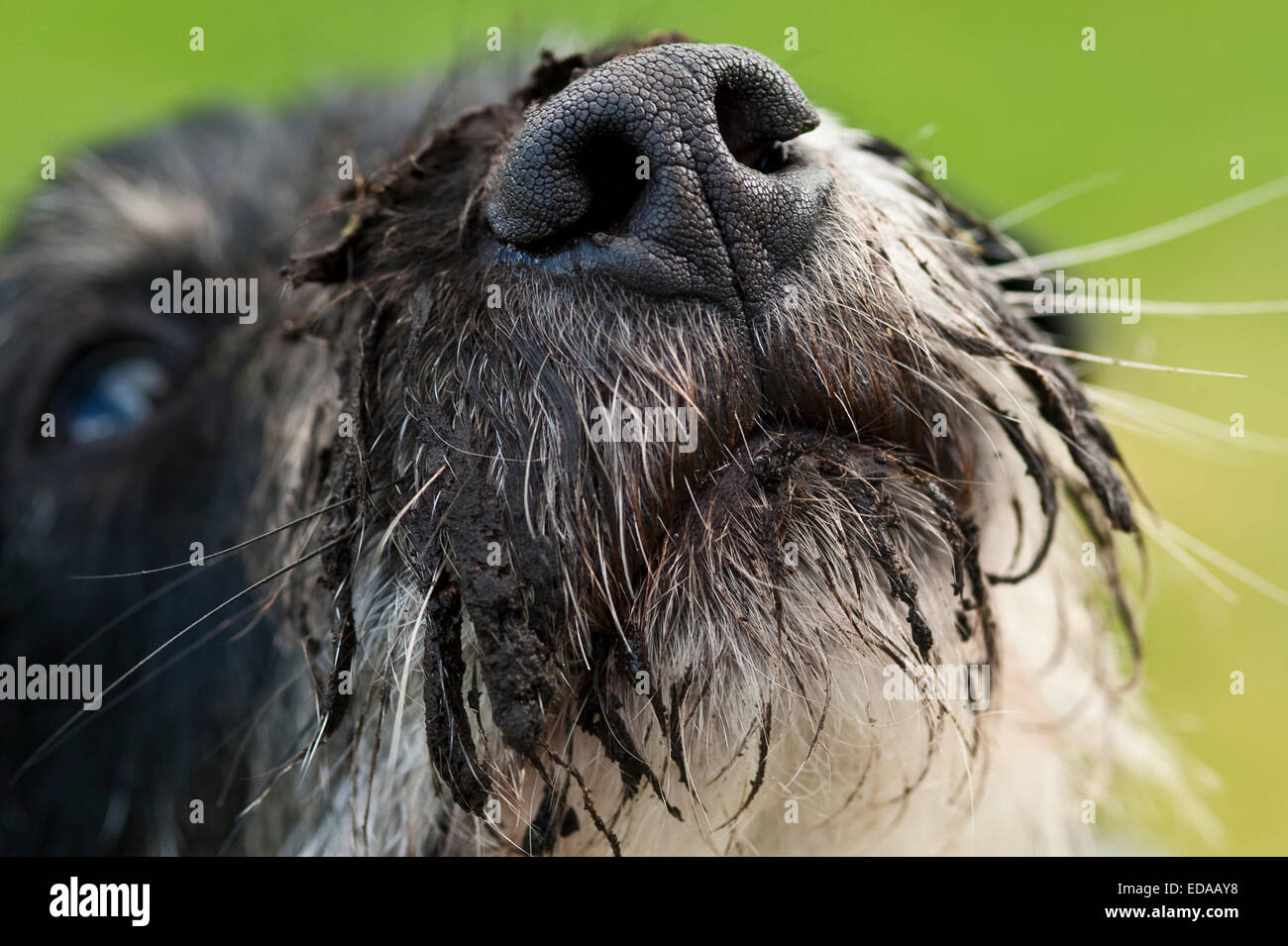 Hund mit schlammigen Schnauze Stockfoto