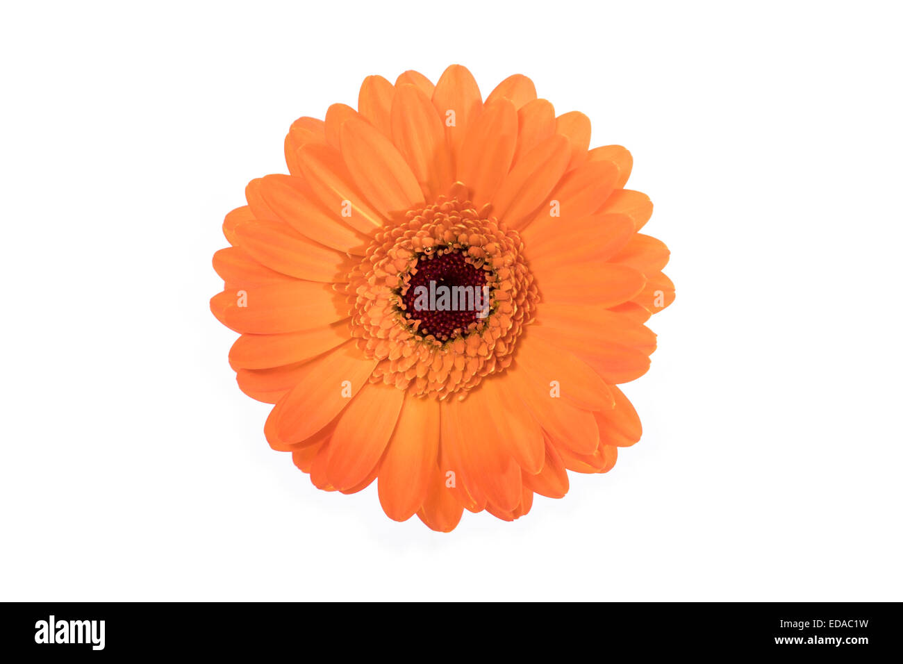 Einzelne orange Blume weißen Hintergrund isoliert Stockfoto
