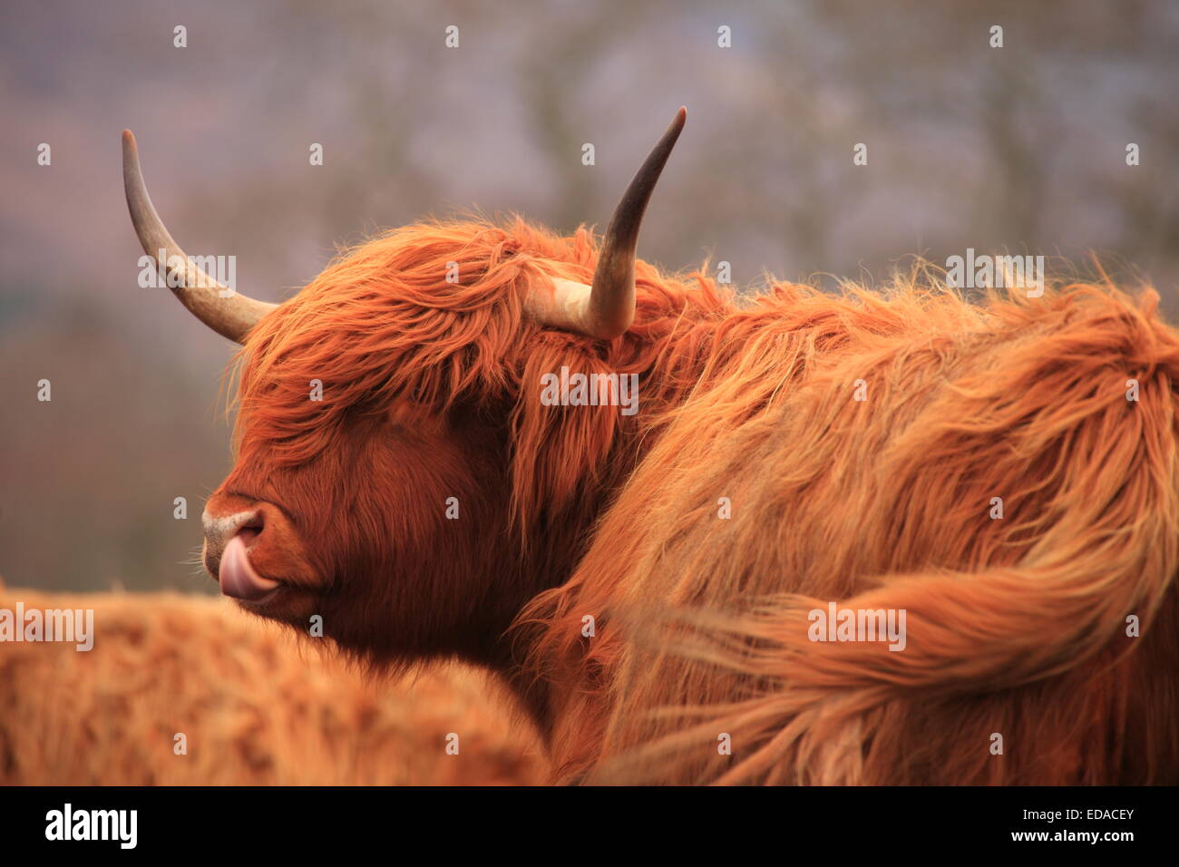 Highland-Kuh stehend mit Zunge heraus. Stockfoto