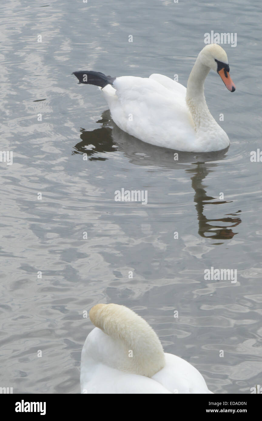 Zwei weiße Schwäne Juli Stockfoto Zwei weiße Schwäne Juli Stockfoto