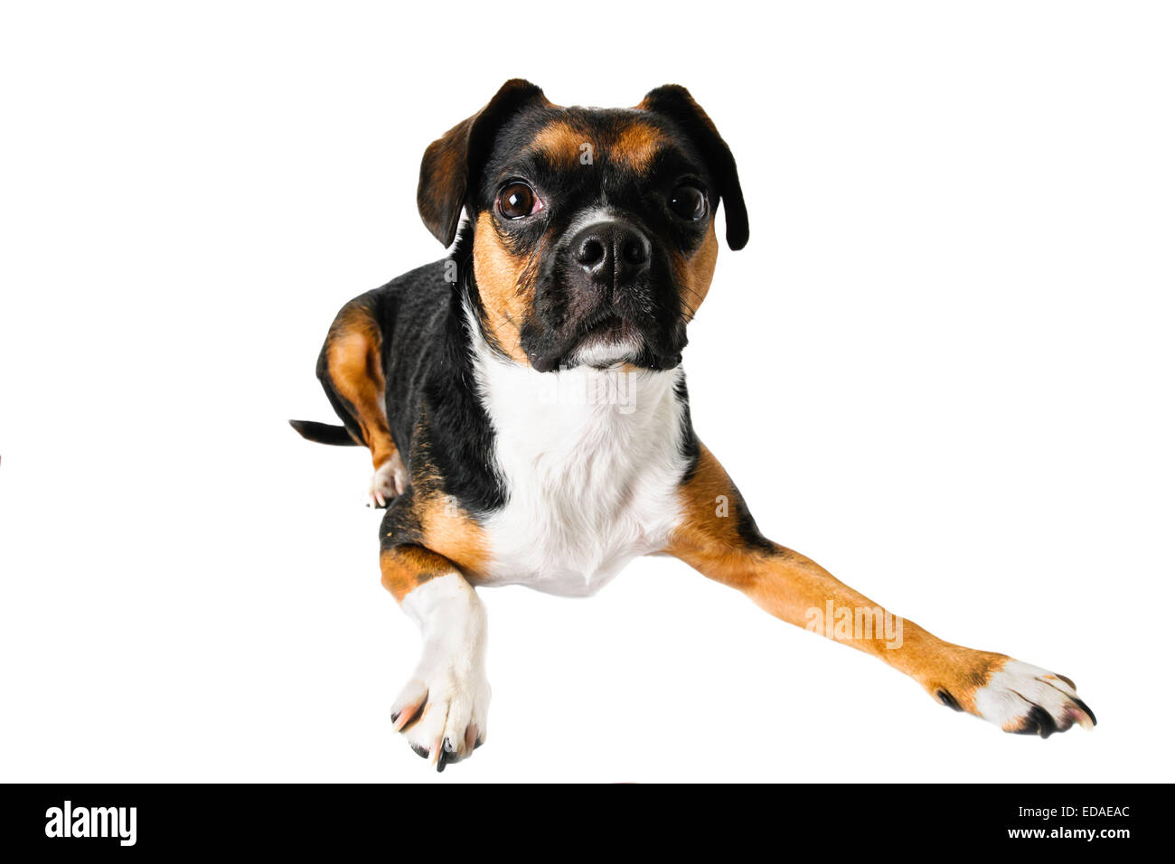 Braune und weiße Beagle und Boston Terrier Mischling Hund auf weißem Hintergrund Stockfoto