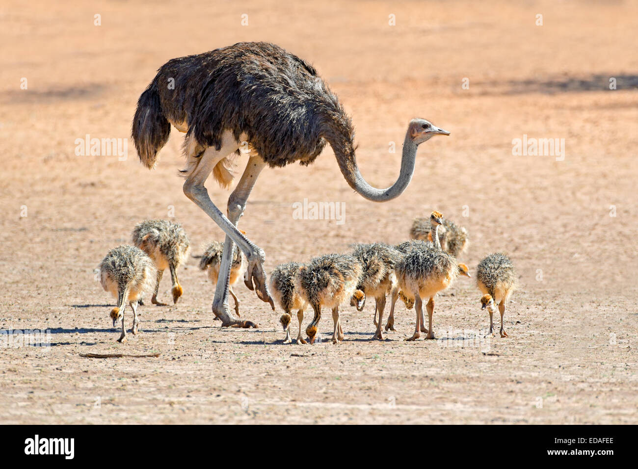 Weibliche Strauß (Struthio Camelus) mit Küken, Kalahari-Wüste, Südafrika Stockfoto
