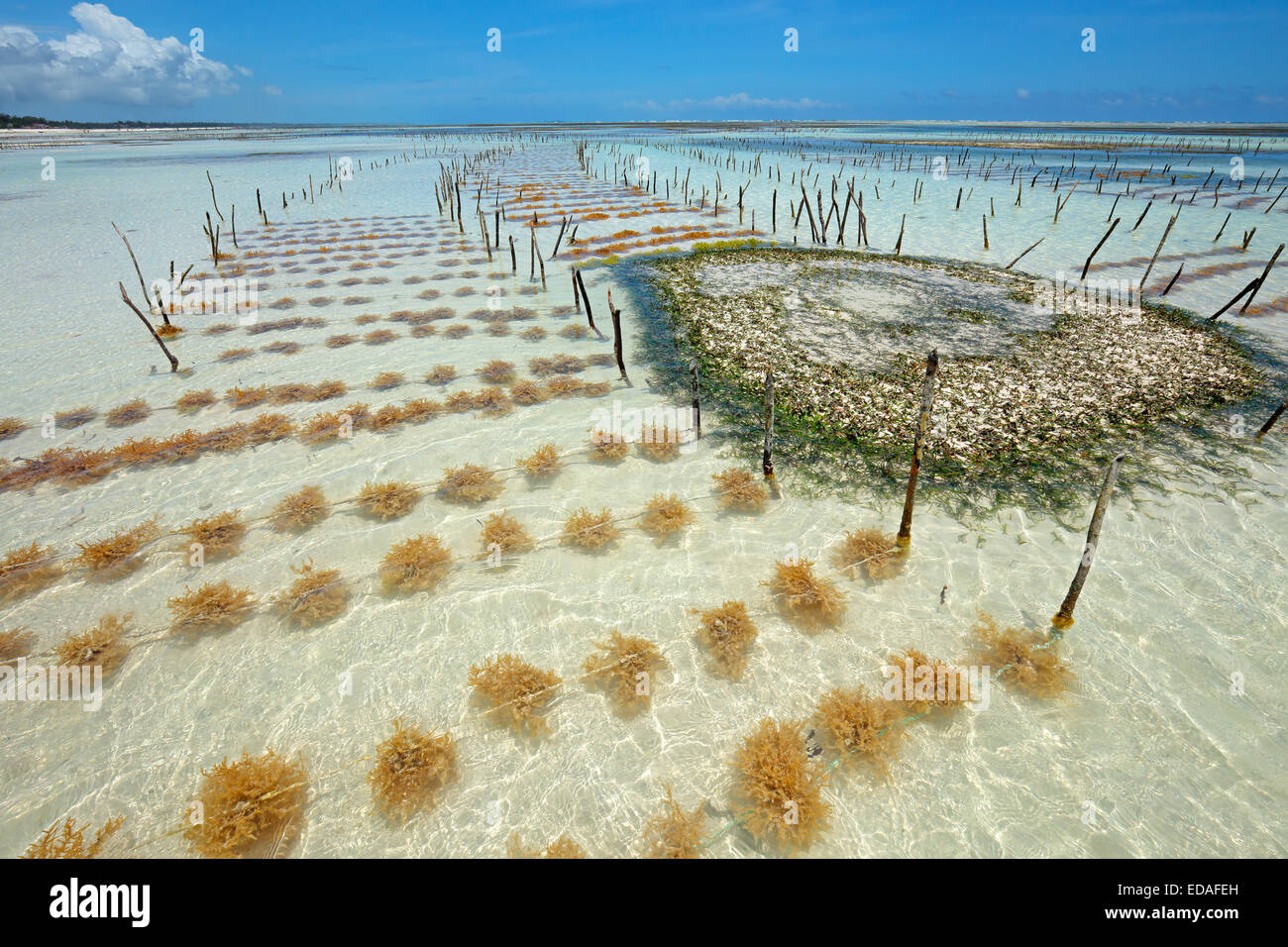Algen, die Landwirtschaft in den klaren Küstengewässern der Insel Sansibar Stockfoto