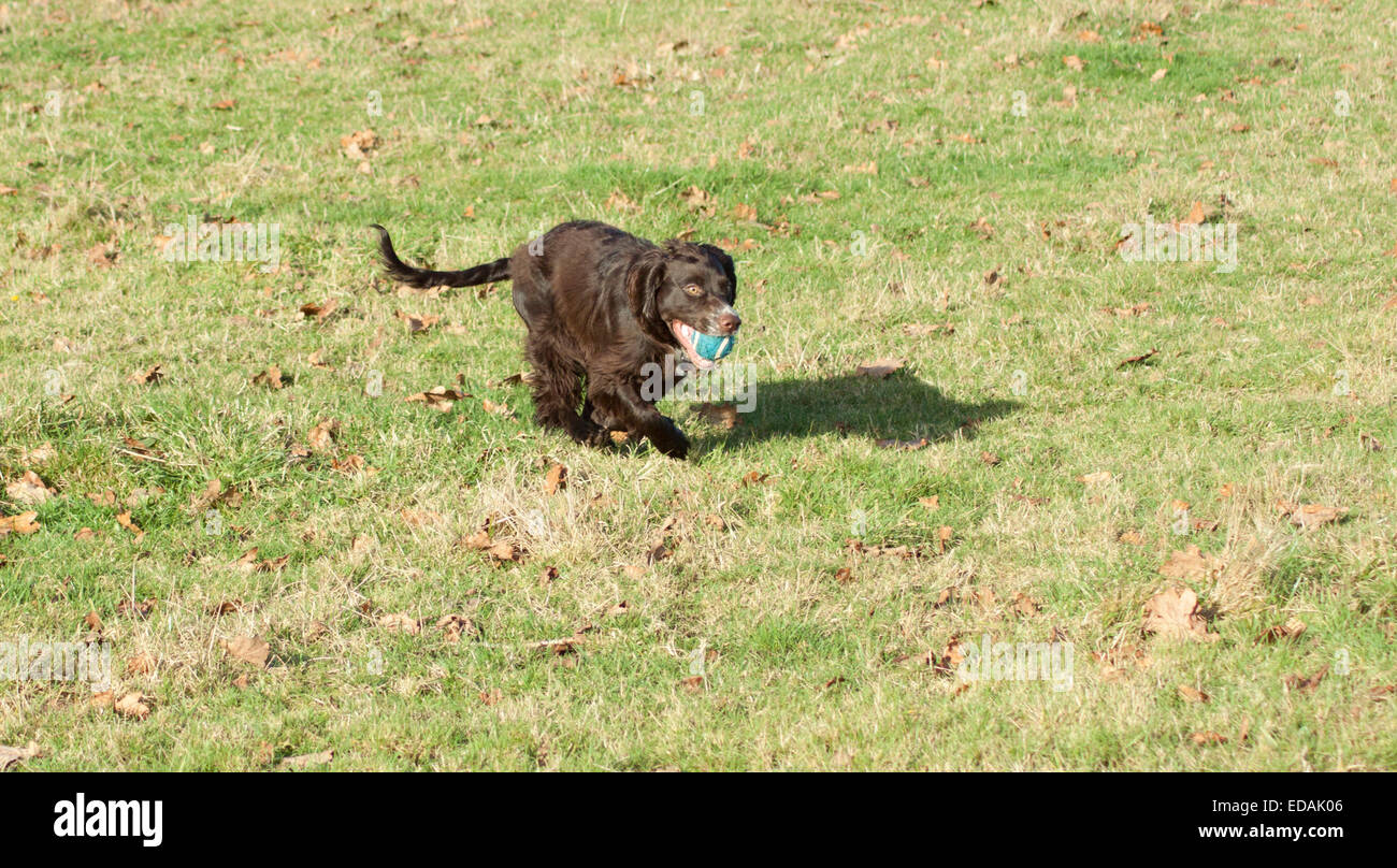 Arbeiten Cocker Spaniel spielen Stockfoto