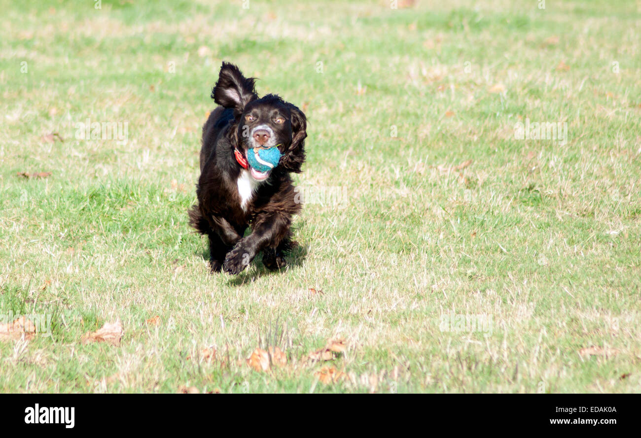 Arbeiten Cocker Spaniel spielen Stockfoto