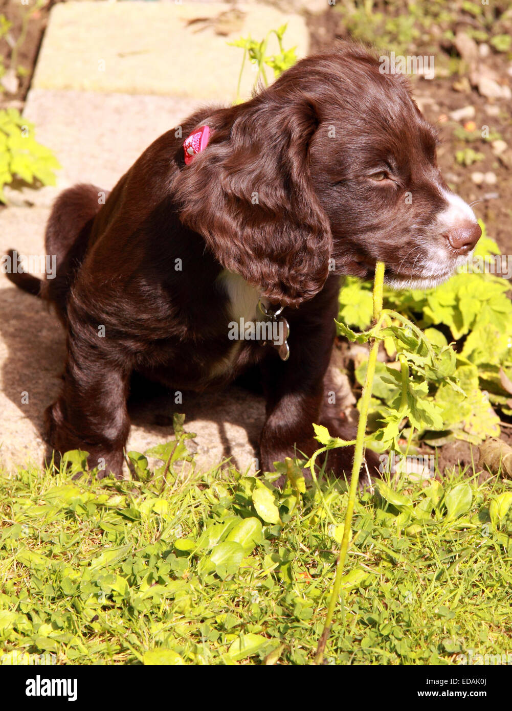 Working cocker spaniel spielen Stockfoto