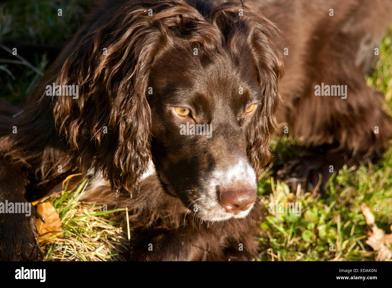 Working cocker spaniel spielen Stockfoto