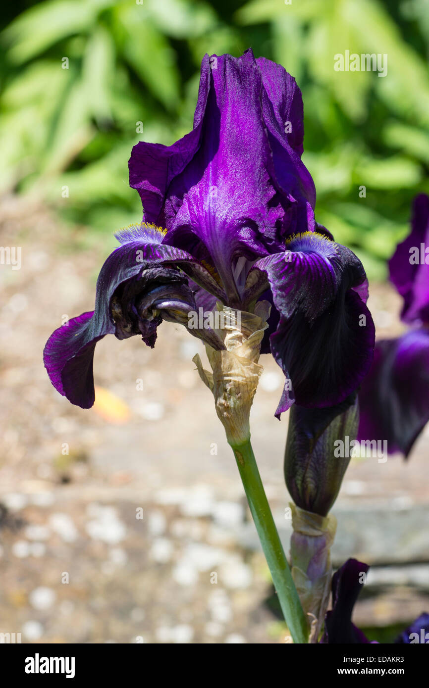 Reiche lila Blüte der hohen Bartiris "Sable" Stockfoto