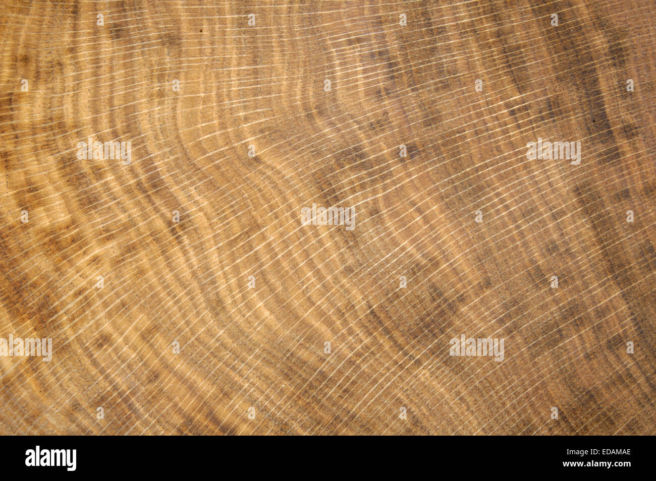 Pedunculate Eiche - Quercus Robur - Jahresringe Stockfoto