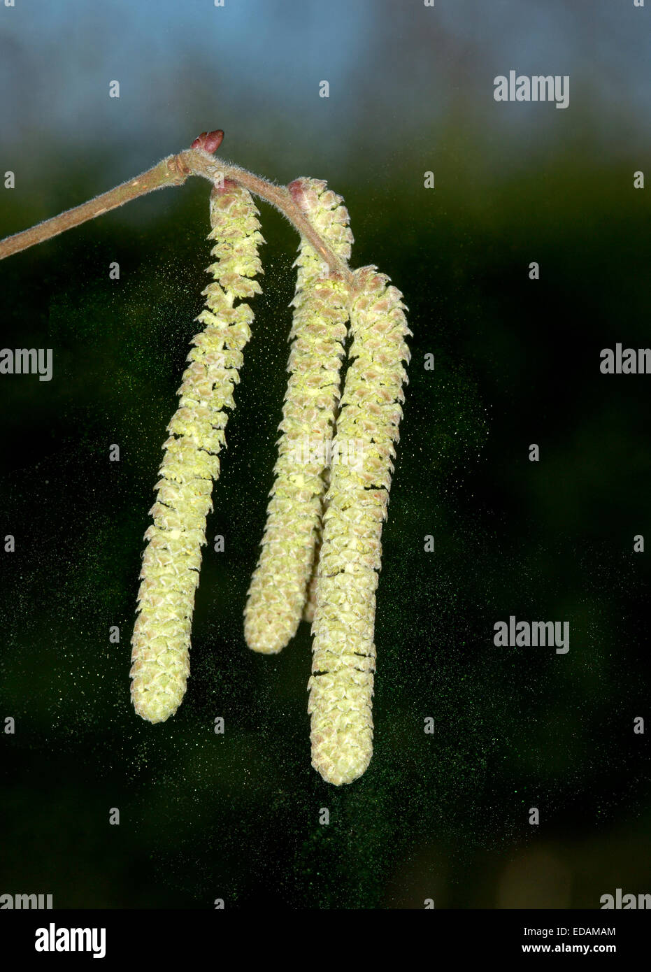 Hazel Corylus Avellana Betulaceae - Kätzchen, die Freigabe von Pollen. Stockfoto