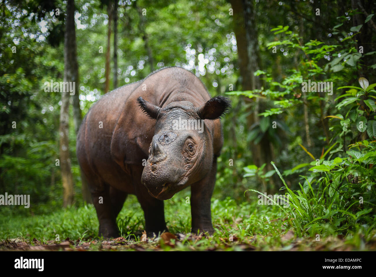 Bina (weibliche Sumatranashorn) auf ihrem Hof in Sumatran Rhino Sanctuary (SRS), Art und Weise Missions-Nationalpark. Stockfoto