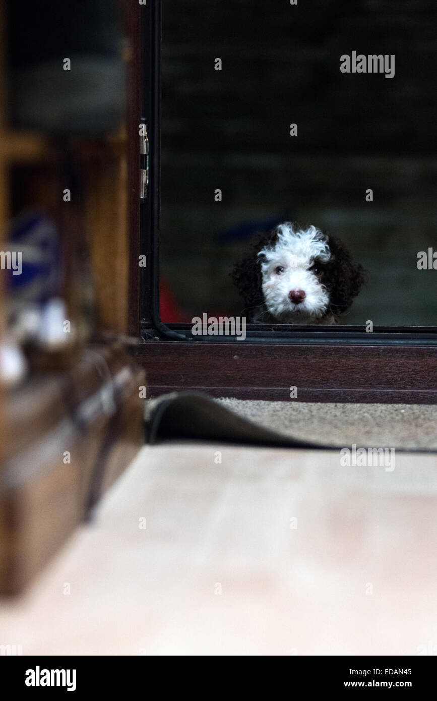 Spanischer Wasserhund Welpen nach draußen gehen Stockfoto