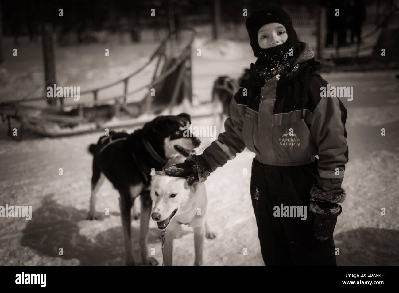 Junge tätschelte husky Hund in Lappland Stockfoto
