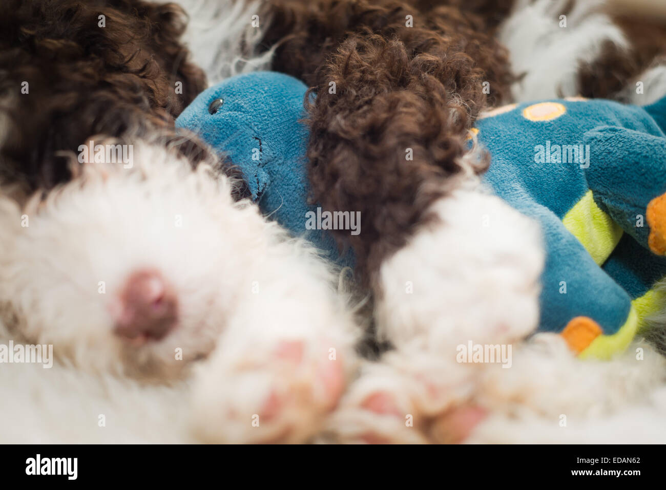 Spanischer Wasserhund Welpen kuscheln in Dinosaur Teddy Spielzeug Stockfoto