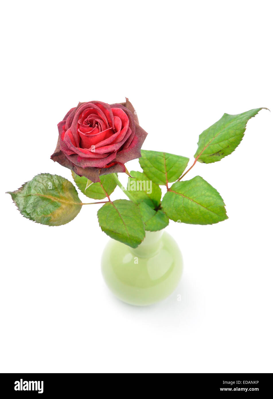 welken Rose in einer schmalen Vase isoliert auf weißem Hintergrund Stockfoto