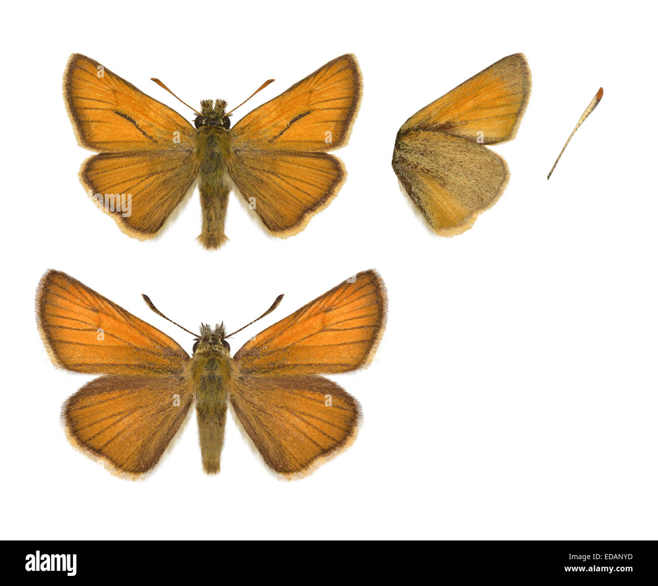 Kleine Skipper - Thymelicus Sylvestris - Männchen (oben) - Weibchen (unten). Stockfoto