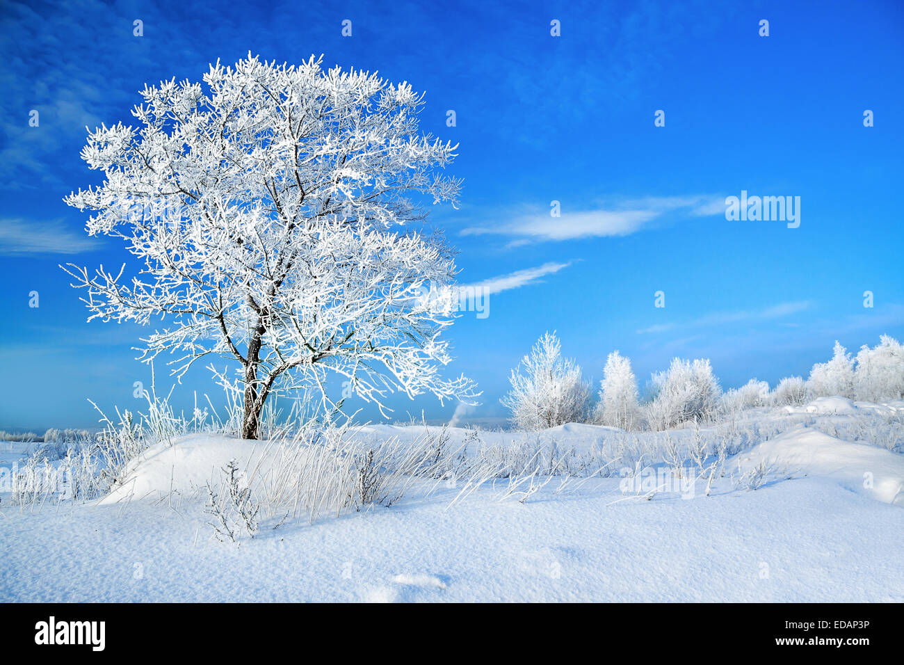 Winterlandschaft mit einem Baum Stockfoto