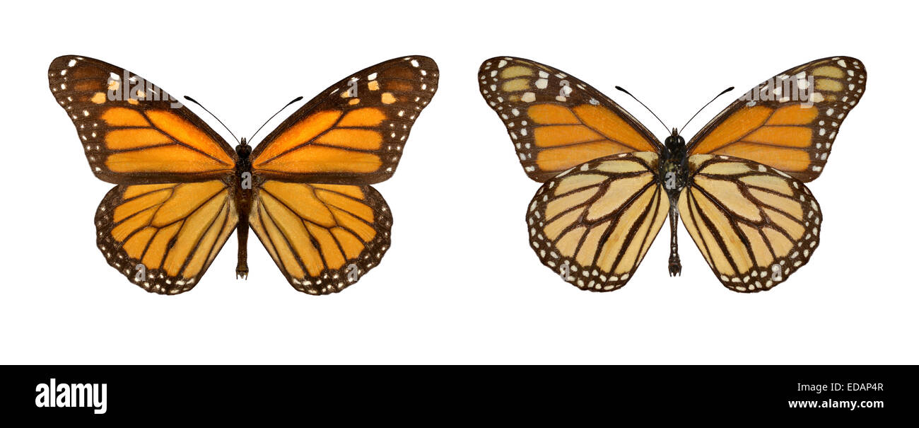 Monarch - Danaus Plexippus - männlich (rechts) - weiblich (links) Stockfoto