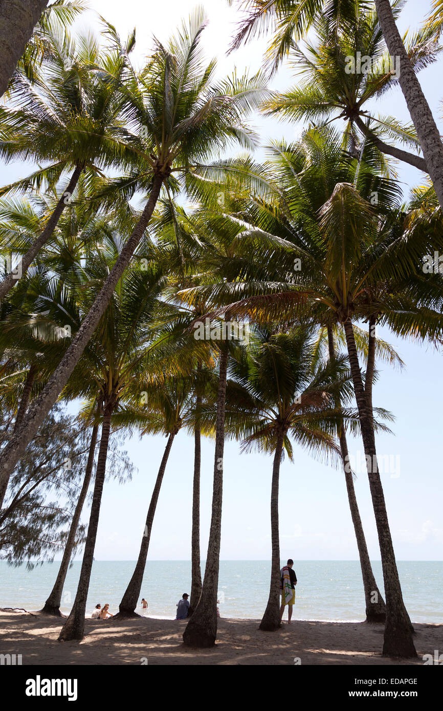 Palmen am Strand auf der Ulysses Wanderweg in der Nähe von Mission Beach Stockfoto