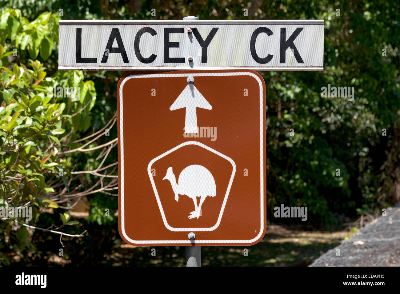 Zeichen der Weitergabe Frösche in Lacey Creek, Queensland Stockfoto