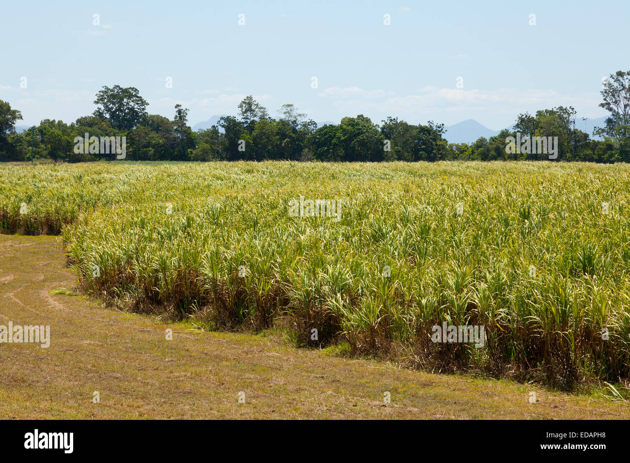 Zuckerrohrfelder in Queensland, Australien Stockfoto