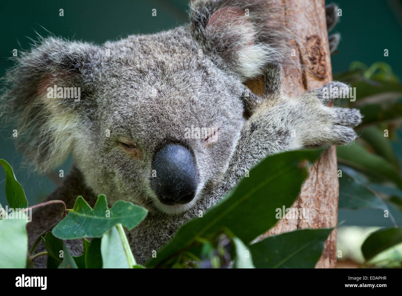 Koala schlafen im Eukalyptusbaum, Queensland, Australien Stockfoto