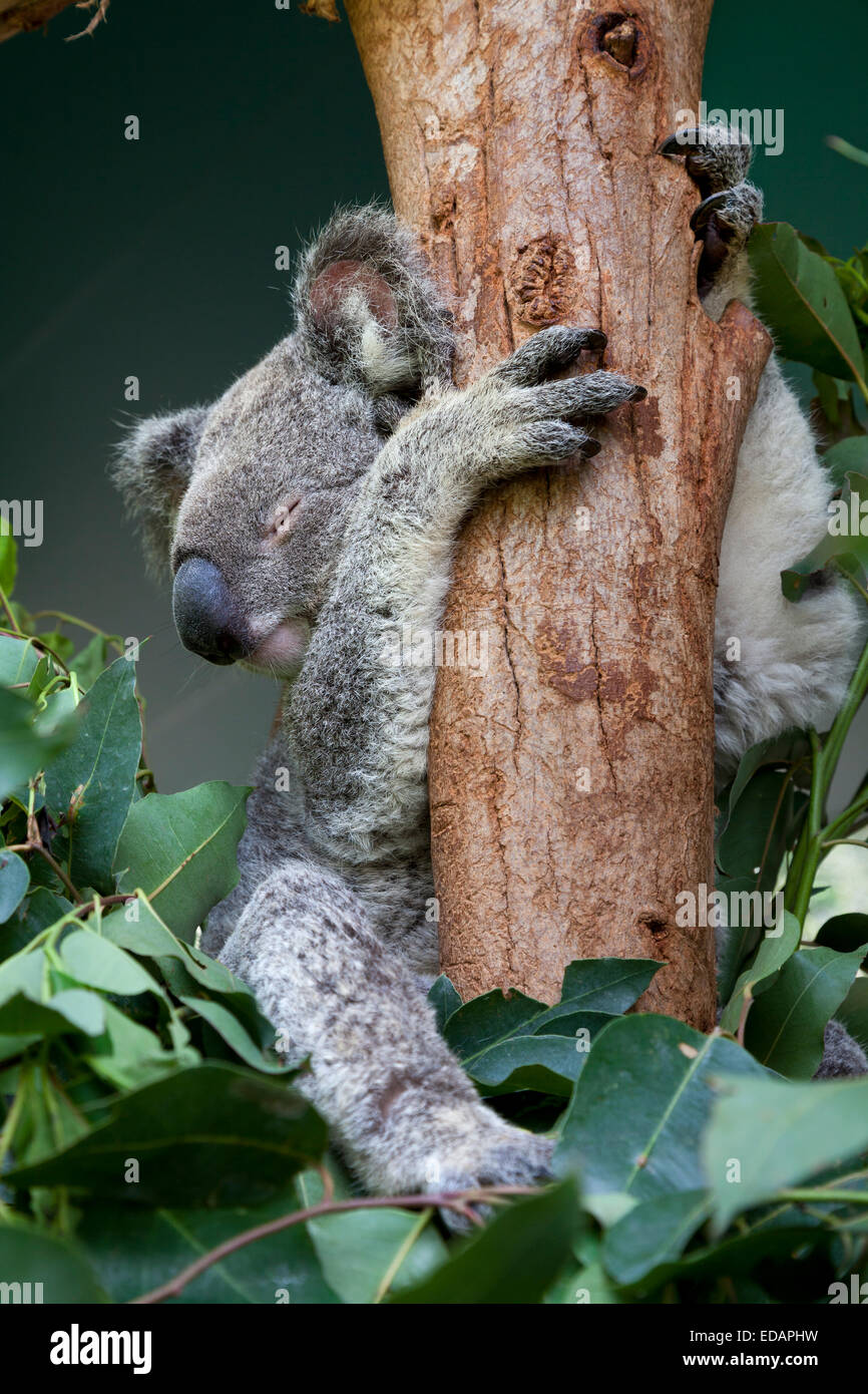 Koala im Eukalyptusbaum, Queensland, Australien Stockfoto