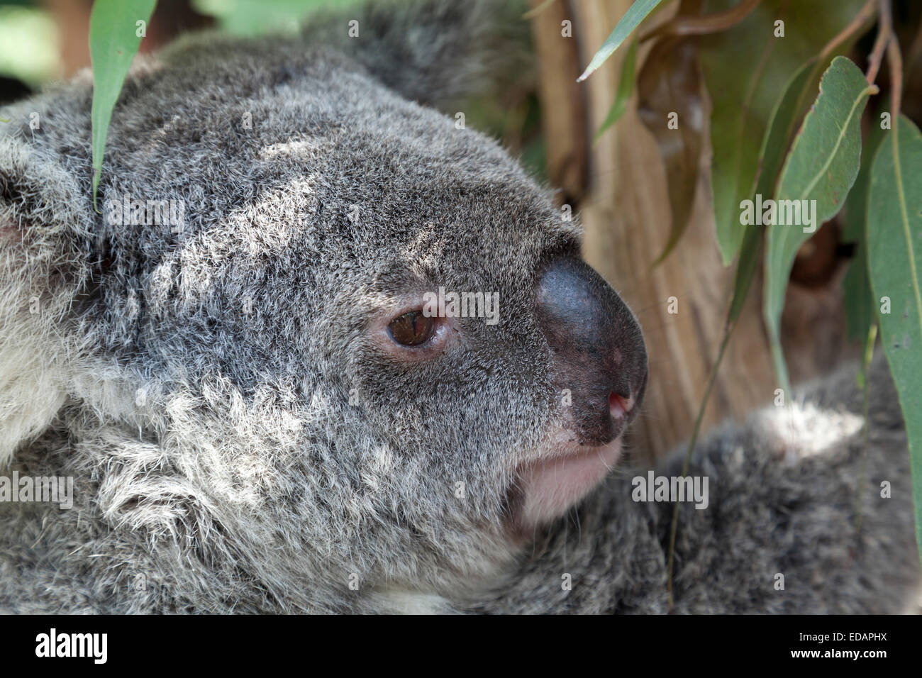 Koala im Eukalyptusbaum, Queensland, Australien Stockfoto