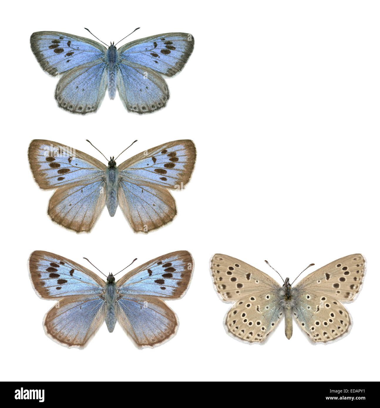 Große blau - Maculinea Arion - Männchen (oben) - weiblich (Mitte und unten). Stockfoto