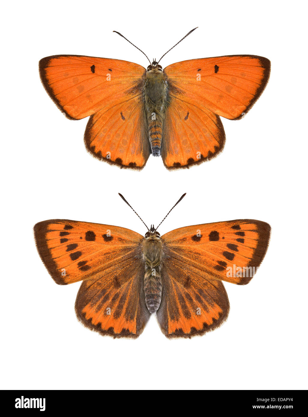 Große Kupfer - Lycaena Dispar - Männchen (oben) - Weibchen (unten). Stockfoto