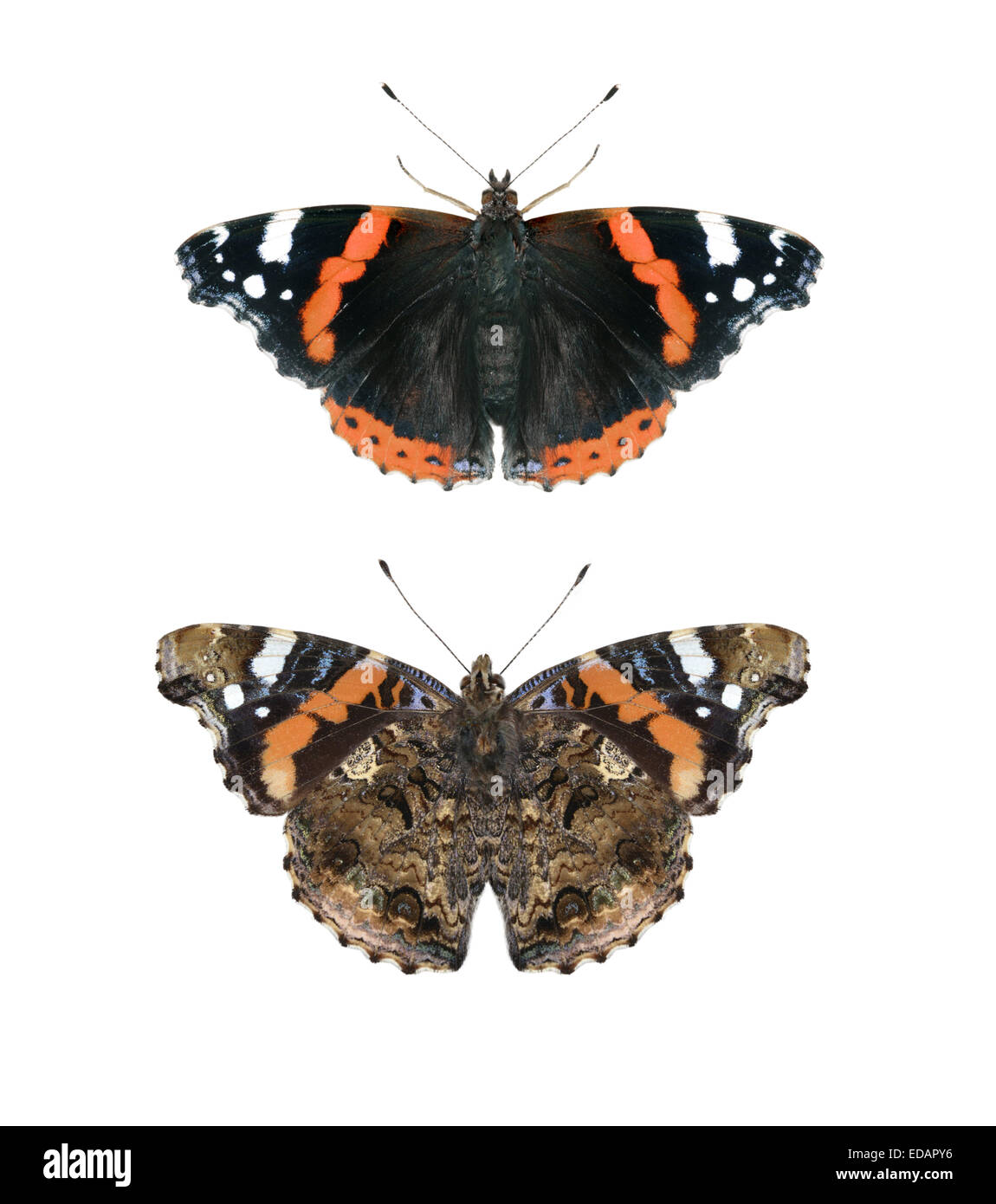 Red Admiral - Vanessa Atalanta. Upperwing - Top, Underwing - unten. Stockfoto