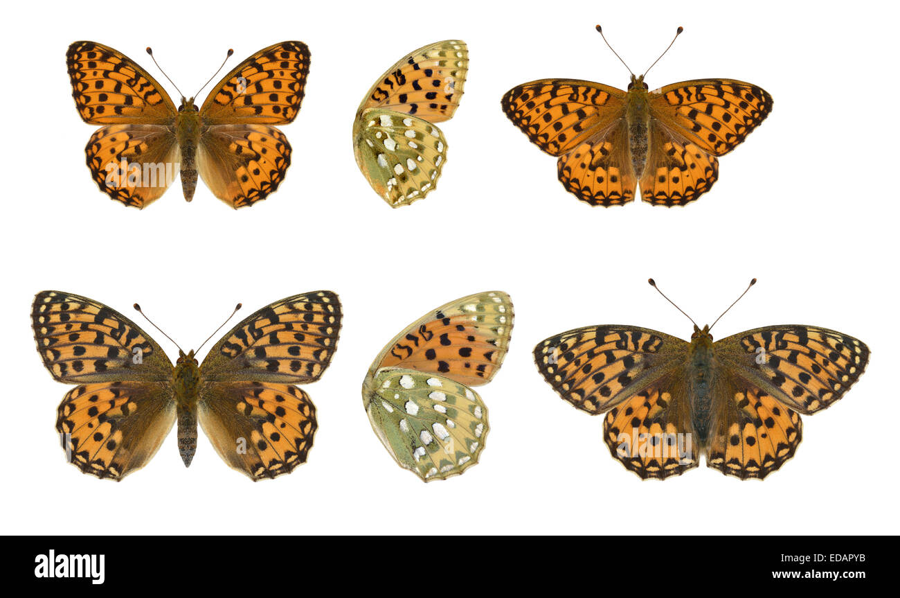 Dunkel grün Fritillary - Argynnis Aglaia - Männchen (oben) - Weibchen (unten). Stockfoto