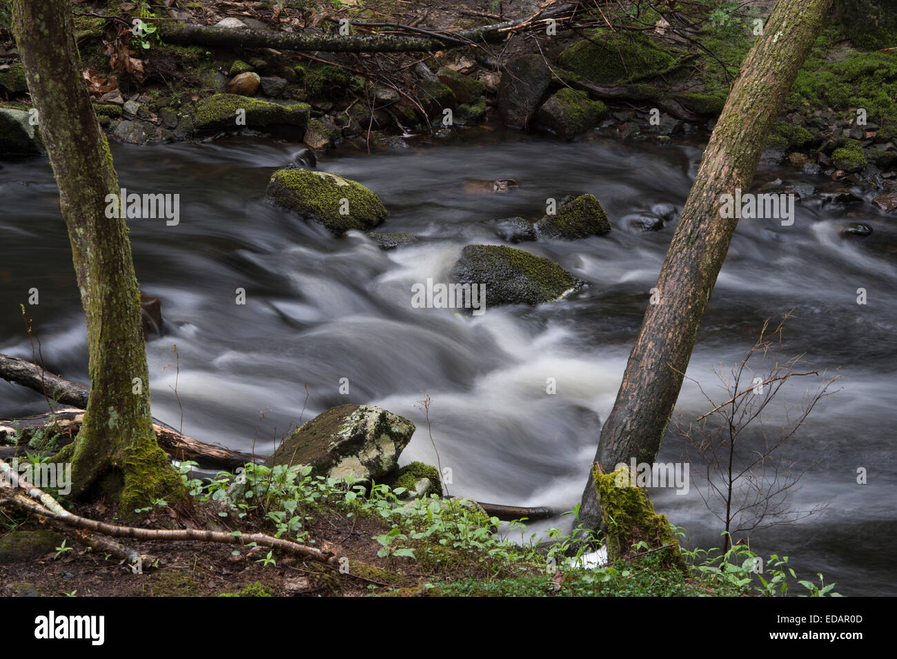 Fieber Bach läuft durch der föderierten Frauen Club Staatswald in New Salem, Massachusetts. Stockfoto