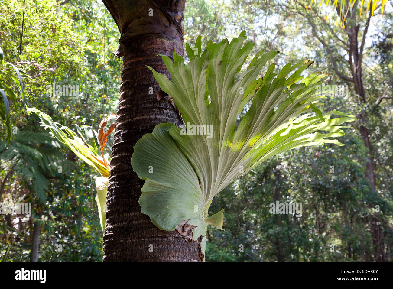 Gemeinsamen Hirschhorn Farn, Elkhorn Farn (Platycerium Gabeln), Australien Stockfoto