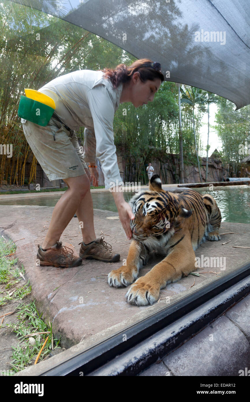 Tiger in der australischen Zoo Beerwah, Australien Stockfoto