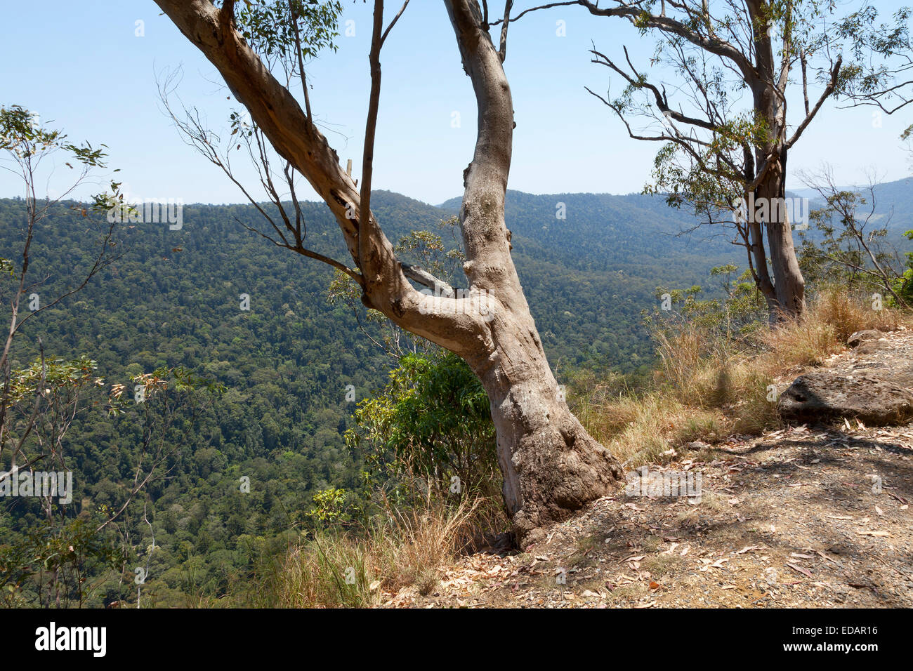 Baum und Ansicht im Lamington Nationalpark in Australien Stockfoto