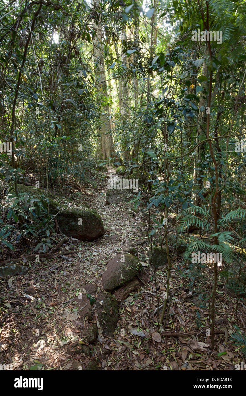 Pfad im Lamington Nationalpark in Australien Stockfoto