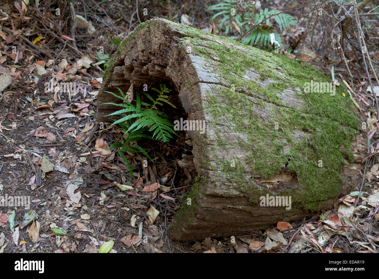Baumstamm mit Farn im Wald, Deutschland Stockfoto