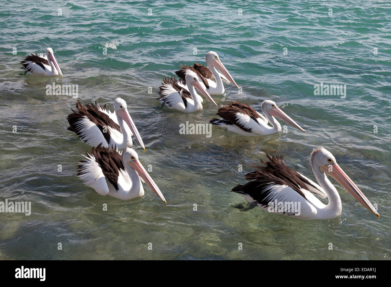 Pelikane schweben in der Tasmanischen See, Australien Stockfoto
