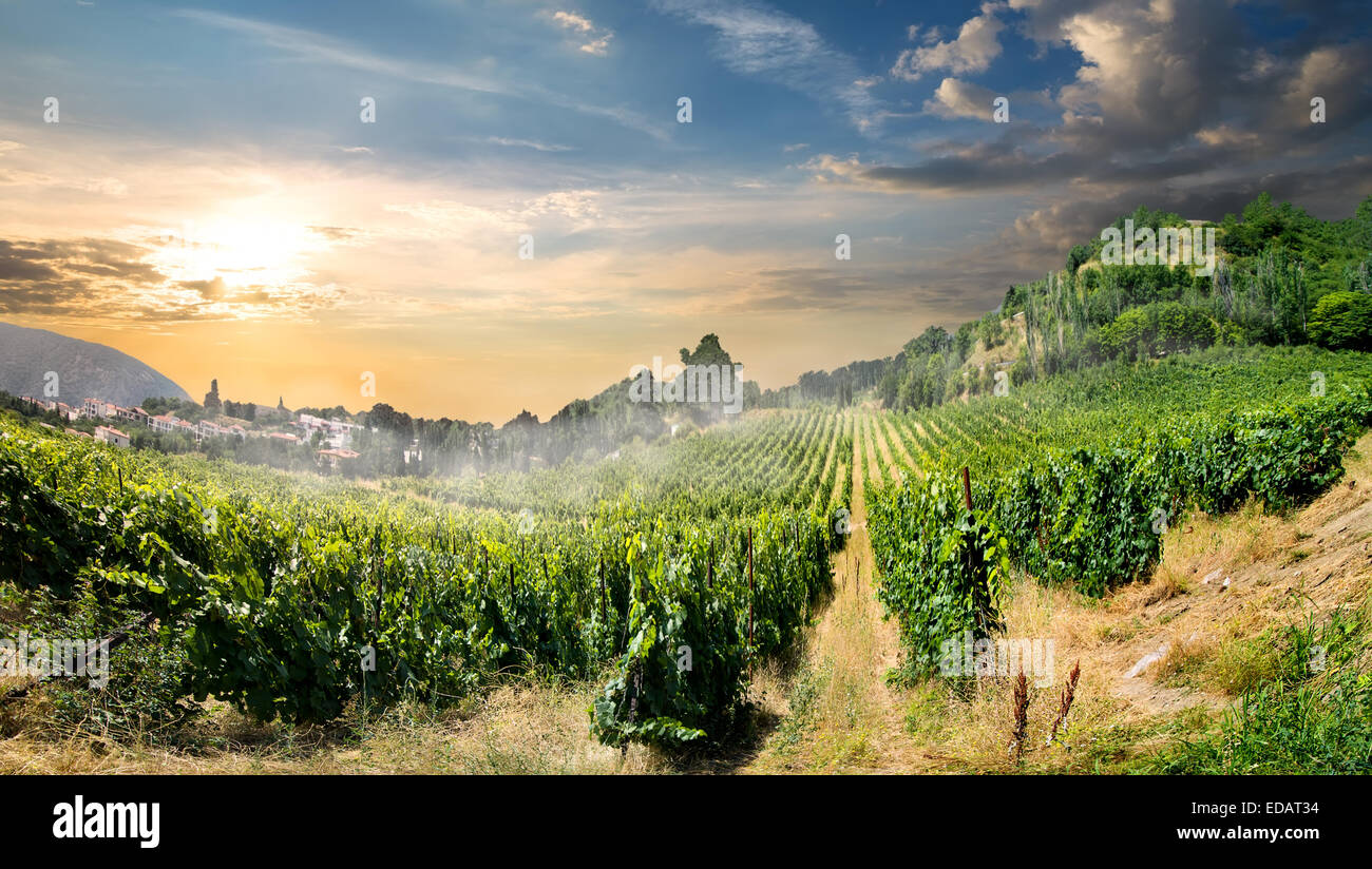 Junger Weinberg in Bergen am Morgen Stockfoto