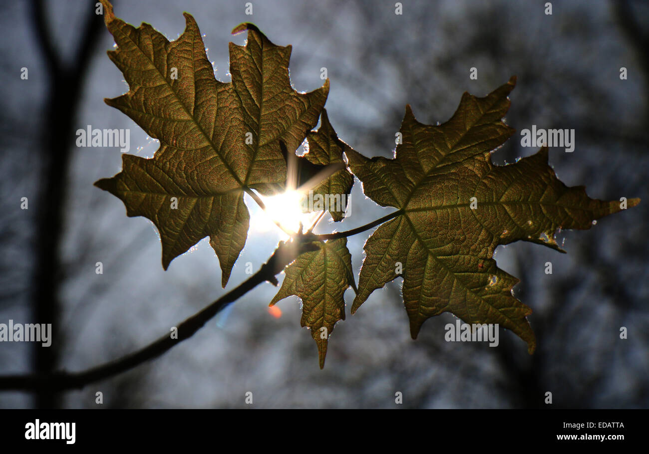Zucker-Ahorn Blätter entstehen im Frühjahr Ohio Stockfoto