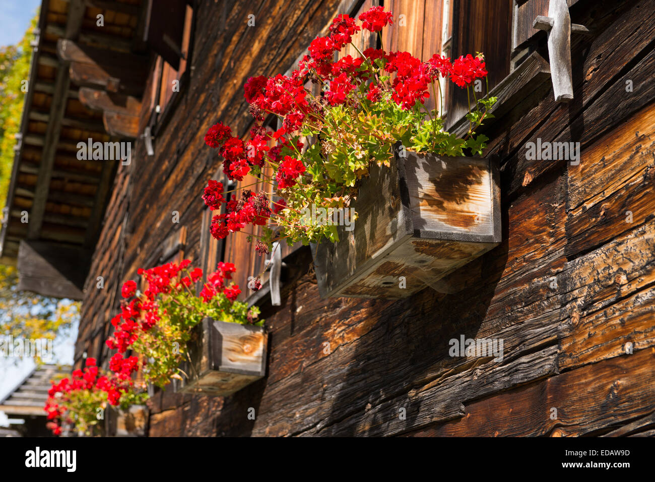 Altes Holzhaus mit roten Geranien Blüten in Bayern Stockfoto