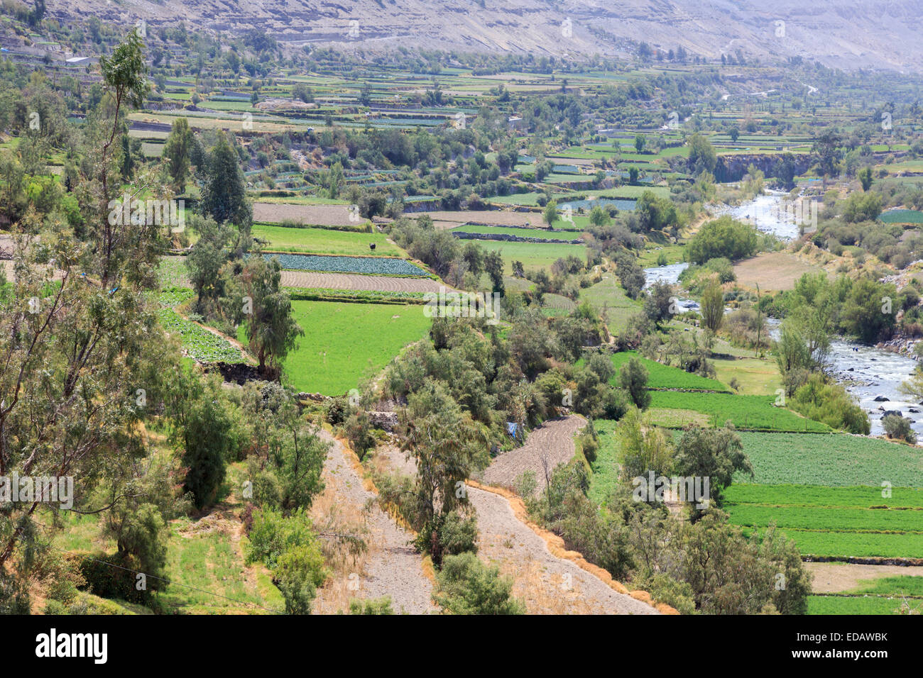 Peruanischen Landwirtschaft im Andenhochland: Felder und Terrassen im Colca Canyon in das Tal durch den Rio Colca, in der Nähe von Arequipa, Peru Stockfoto