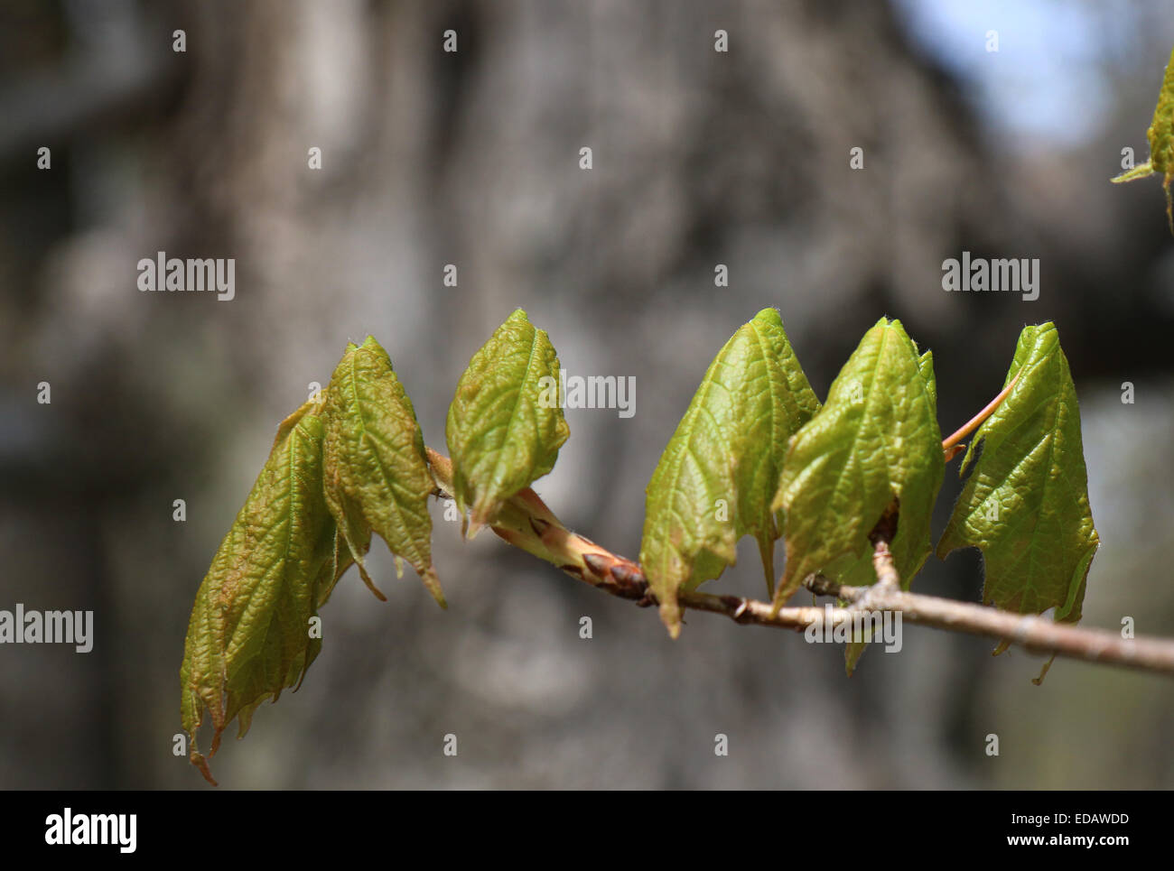 Zucker-Ahorn Blätter entstehen im Frühjahr Ohio Stockfoto