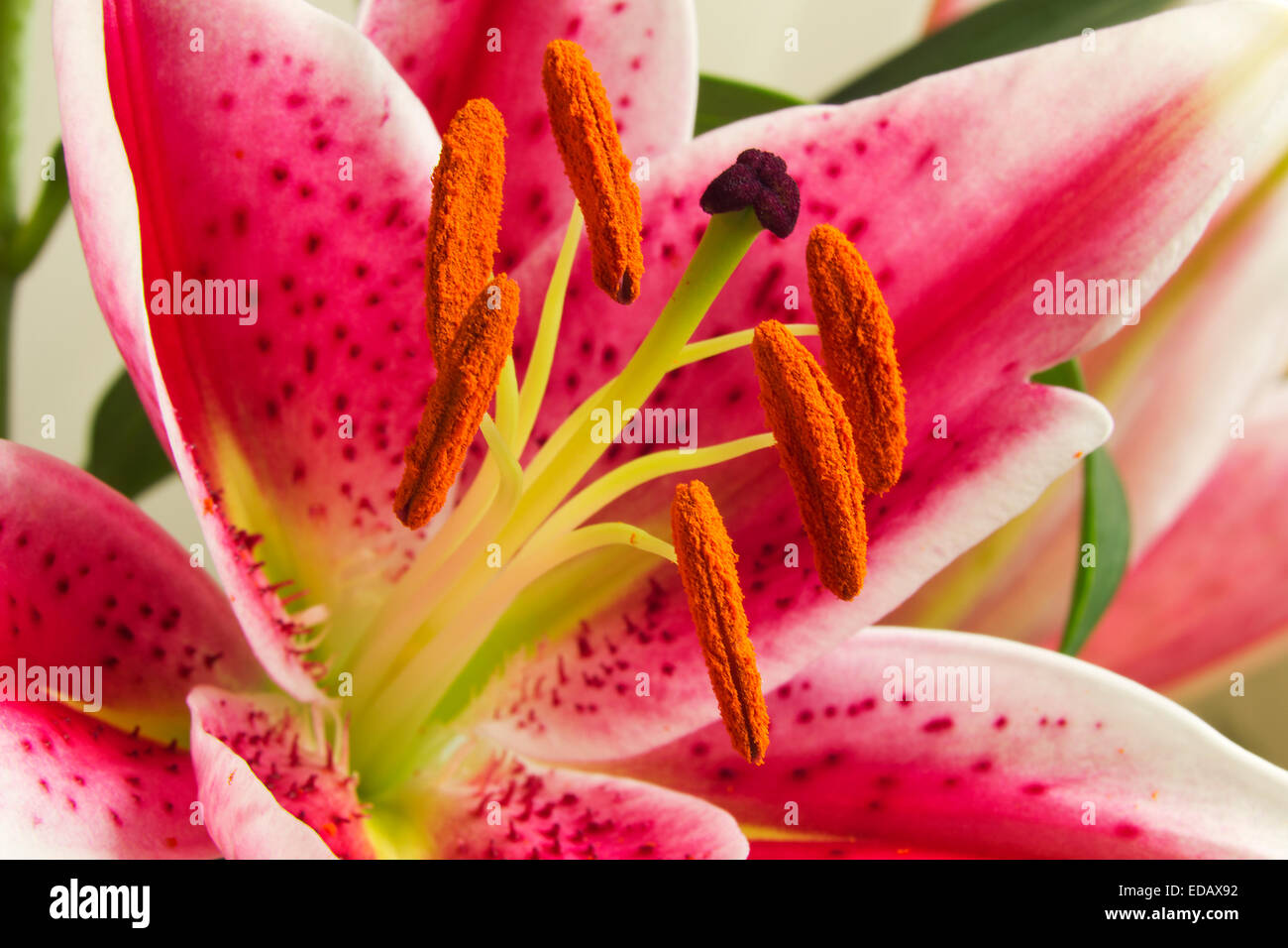 Stargazer Lily Nahaufnahme mit Staubgefäßen voller pollen Stockfoto