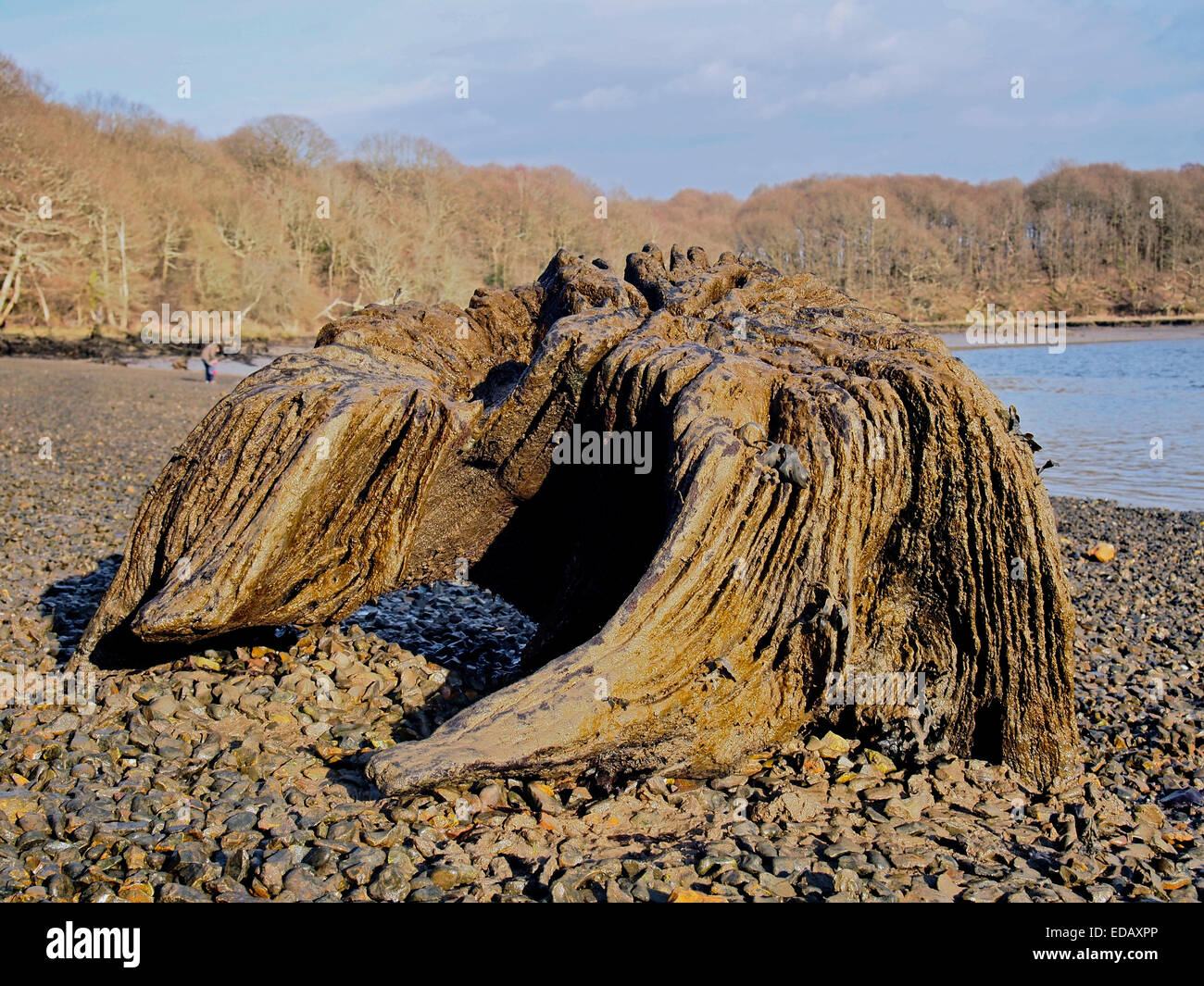 Gestrandeter Fluss Monster - verwittert und erodiert Baumstumpf sah aus wie eine urzeitliche Kreatur auf den schlammigen Vorland der Hamble R. Stockfoto